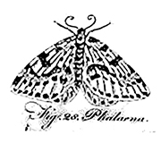 #2326 - Butterfly - Nature