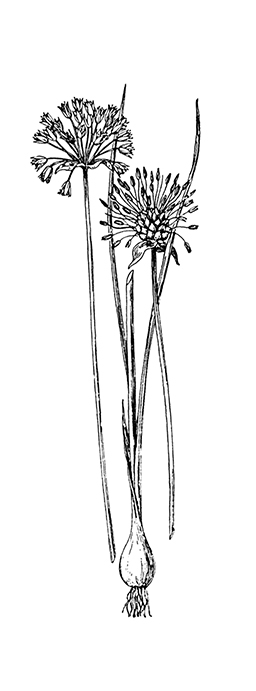 #2336 - Flower - Nature