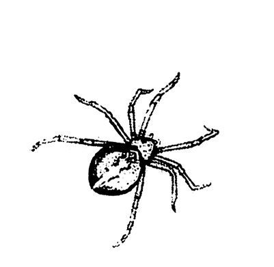 #1994 - Spider - Halloween