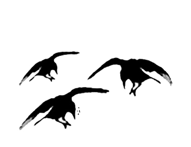 #2378 - Crow 3pc - Halloween