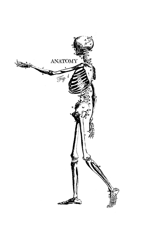 #2399 - Anatomy Skeleton - Halloween