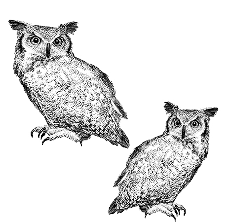 #2519A - Owls - Halloween/Fall